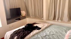 Zenith (D10), Apartment #598587741
